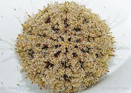 Flower Urchin (Toxopneustes Pileolus) - Blue Touch Aquatics